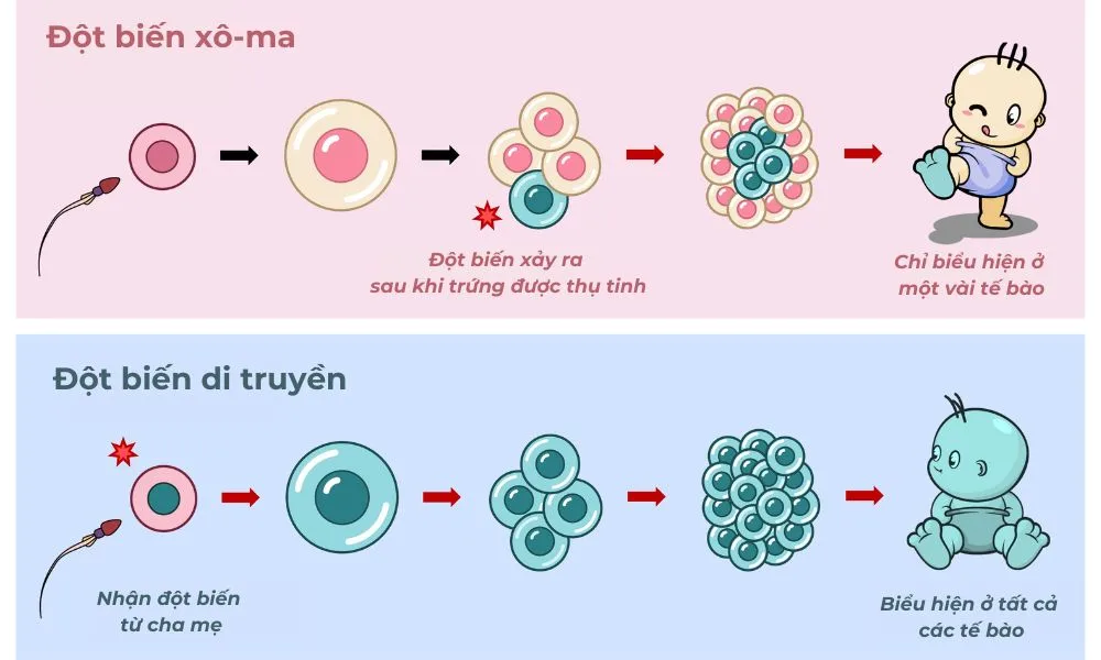 4 Nguyên Nhân chính gây Xạm Nám, Tàn Nhang Trong Thai Kỳ Và Giải Pháp từ Thiên Nhiên