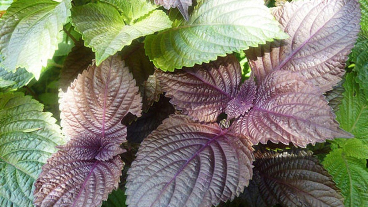 Công dụng lá tía tô